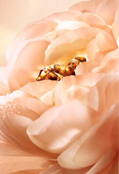 Lancome The Perpetual Rose Image